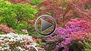 Exbury Gardens - Song for a Secret Garden played by Hampshire Guitar Orchestra